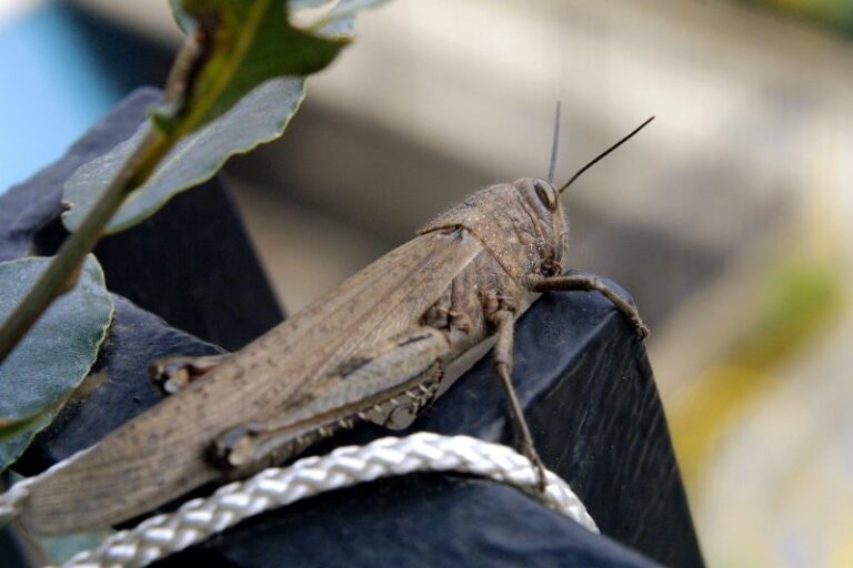 Cavallette, due settimane per eliminare i focolai nel centro Sardegna