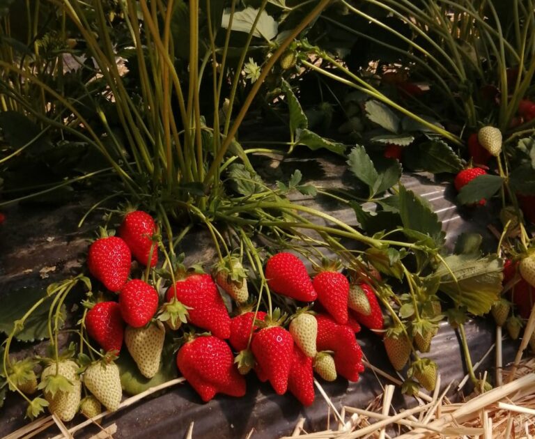 Arriva Elodì, la nuova fragola premium dell’Emilia-Romagna