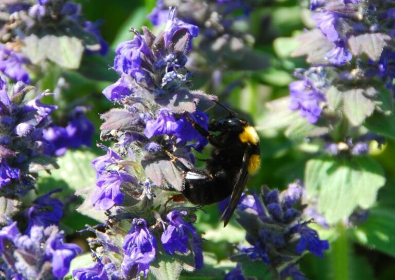 L’urbanizzazione del paesaggio influisce sulla presenza di impollinatori