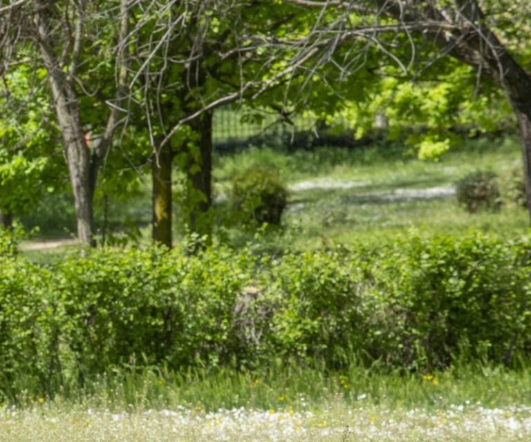 Parchi naturali della Sardegna, ddl approvato dalla giunta
