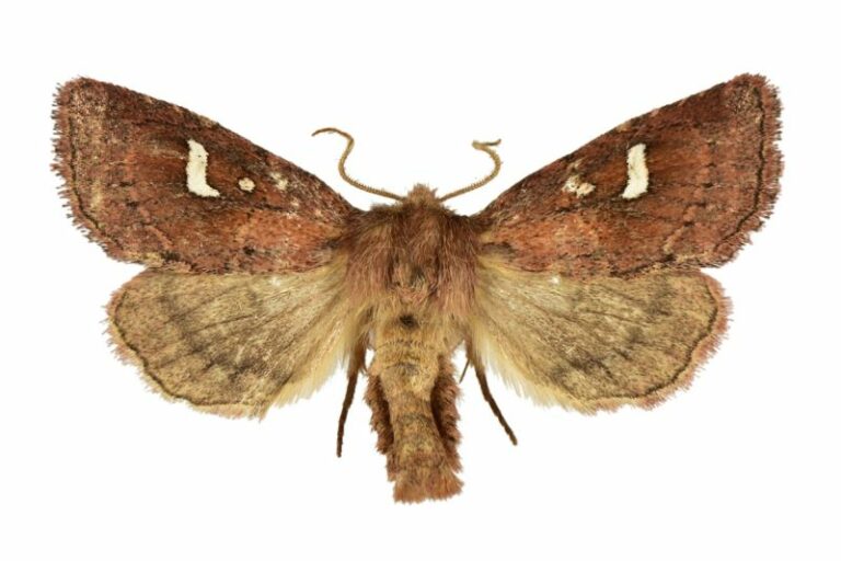 Scoperta una nuova specie di lepidottero nelle foreste umide del Sud