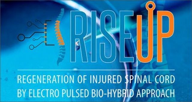 Verso una cura innovativa delle lesioni del midollo spinale