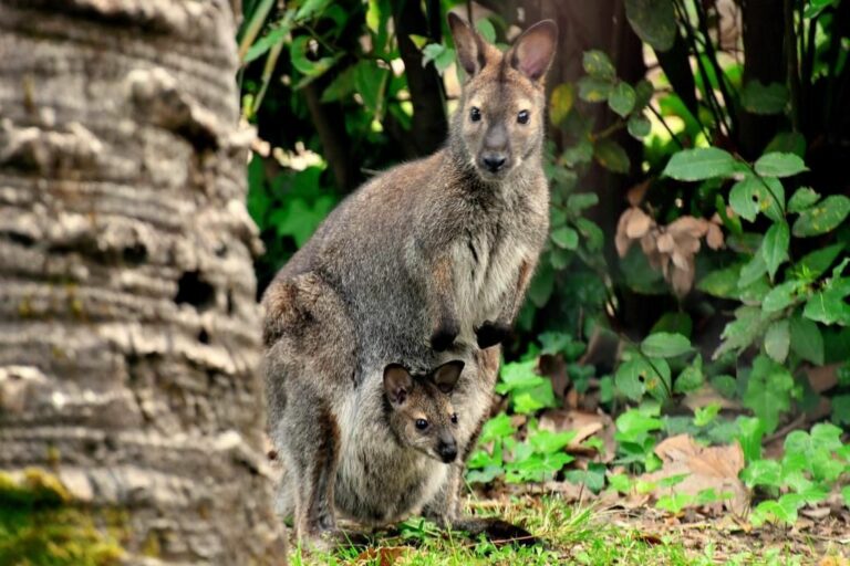 Al Bioparco di Roma è nato un canguro di Bennett