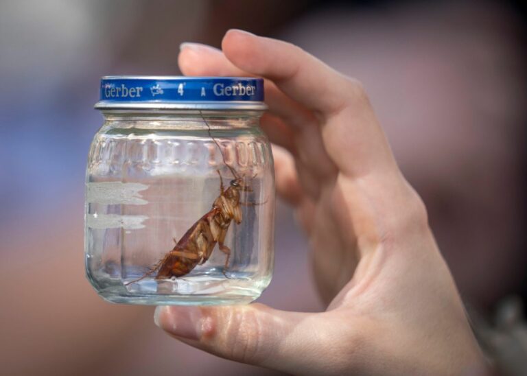 Sardegna, via libera ai ristori per l’emergenza cavallette