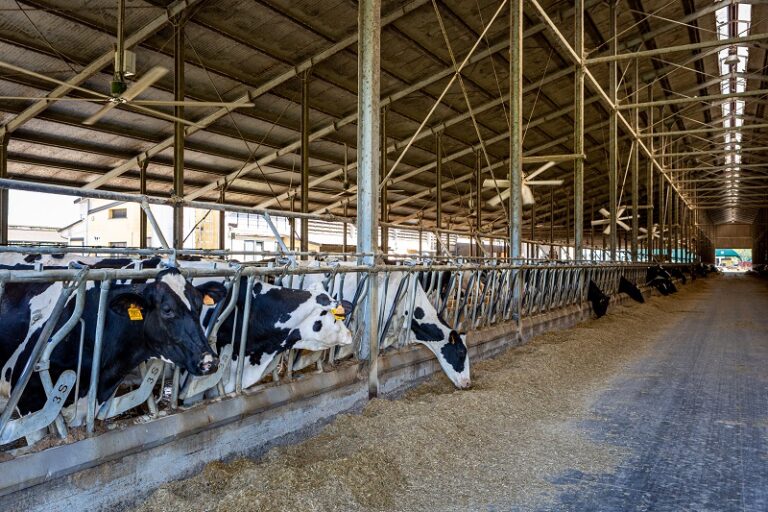 Puglia, via libera agli aiuti alle imprese zootecniche
