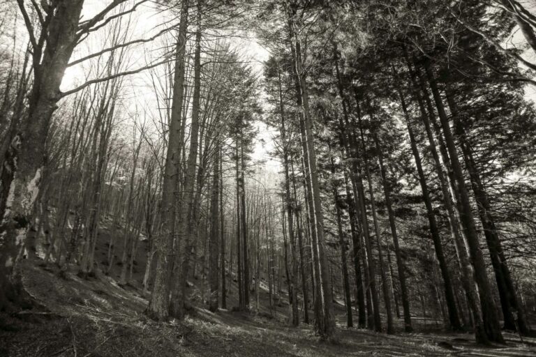 Foreste, Confagricoltura “Puntare su bioeconomia e biomasse”