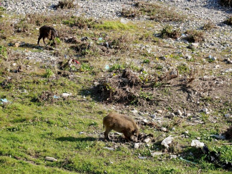 Peste suina, Veneto ha il suo piano di prevenzione e interventi urgenti