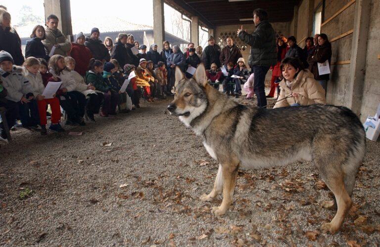 Emergenza lupi in Piemonte, la Regione scrive al Governo