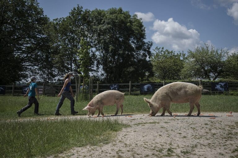 Veneto, approvato piano prevenzione contro peste suina