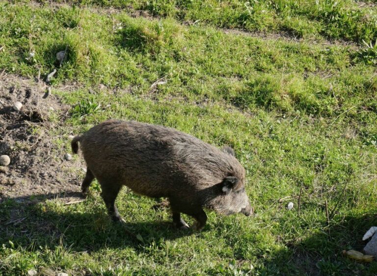 Peste suina, Ambientalisti “No abbattimento indiscriminato cinghiali”