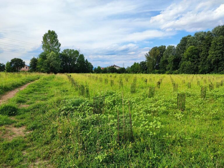 Arbolia e Comune di Vicenza, messi a dimora 1.500 alberi