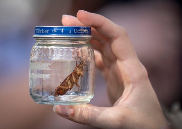 Cavallette, Sardegna chiede stato emergenza fitosanitaria