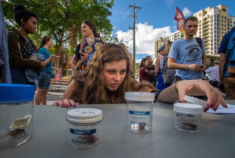 Agricoltura, infestazioni da cavallette in Emilia Romagna