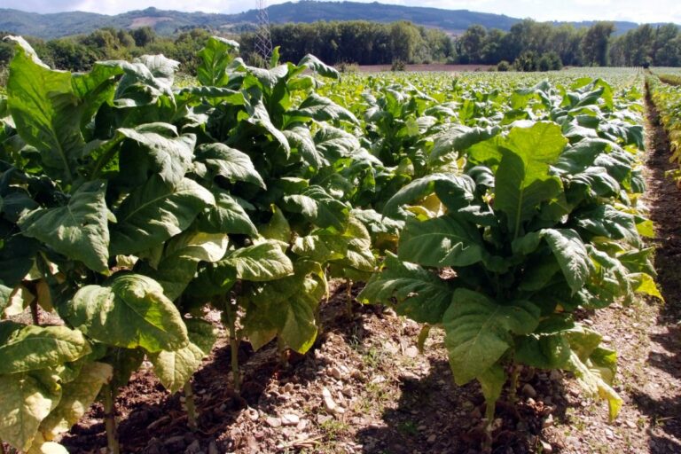 BAT investe 30 mln per il tabacco italiano e lancia “Terraventura”