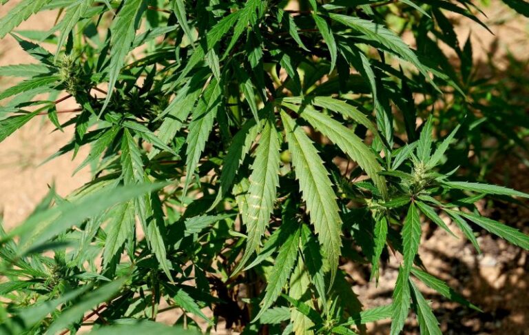 Tardino “Priorità affrontare la crisi, non droga libera e cittadinanze facili”