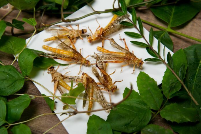 archivio: ok dell'Efsa alle Tarme della farina essicate usate come alimento. Al vaglio grilli e cavallette.