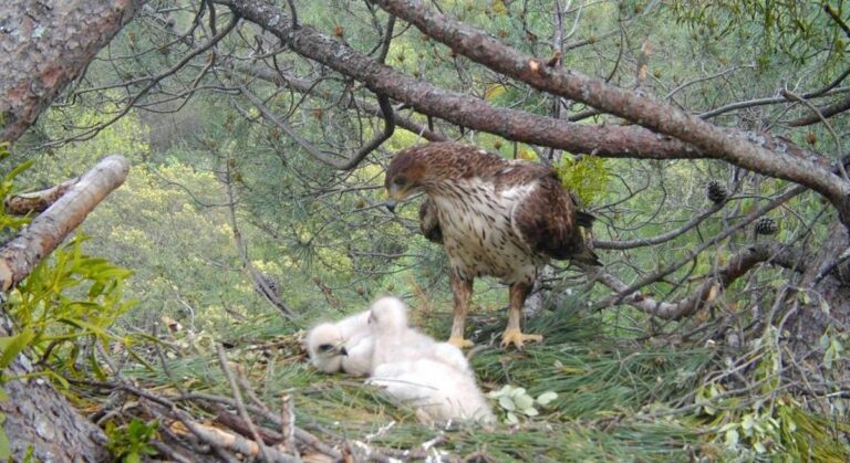 Completata la fase dei rilasci dell’aquila del Bonelli