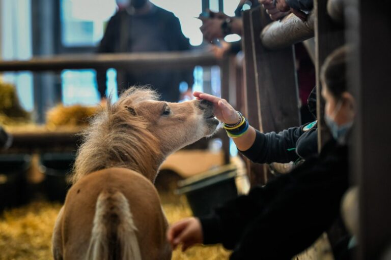 La 124^ edizione di Fieracavalli a Verona dal 3 al 6 novembre