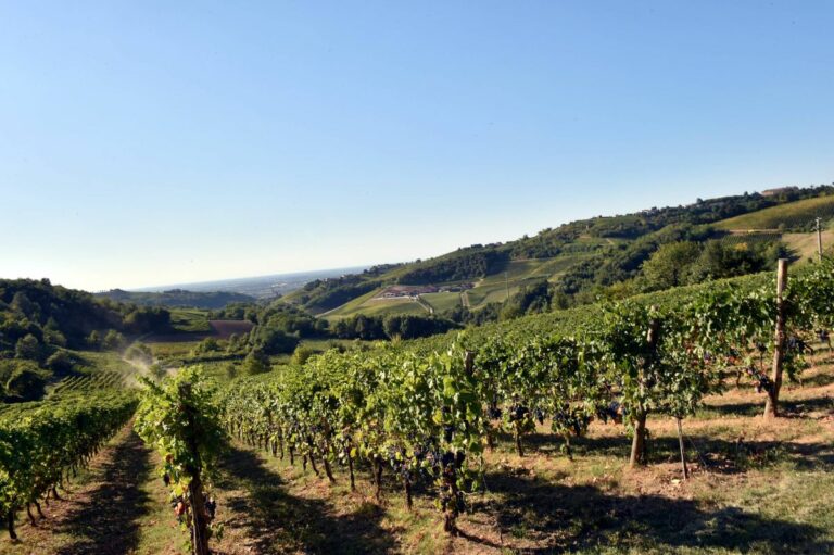 Nasce “Legàmi di Vite” per uno sviluppo “green” comparto vitivinicolo