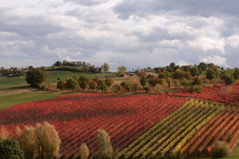 Emilia Romagna, dalla Regione 5,3 mln per le imprese vitivinicole