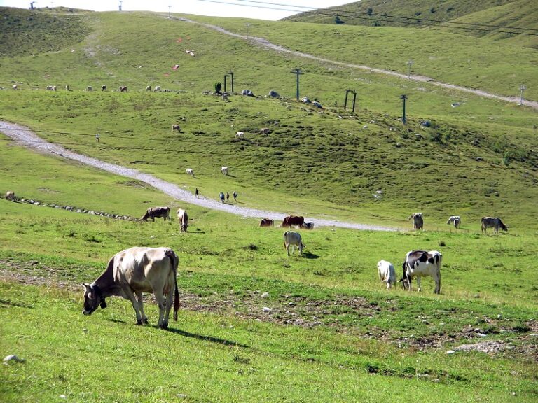 Valle d’Aosta, pascoli montani in crisi a causa della siccità