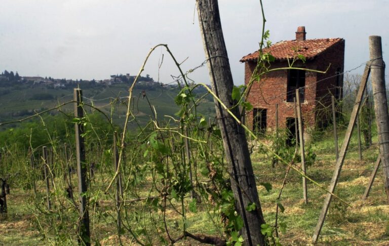 Agricoltura, dalla Regione 350 mila euro per i danni da fauna selvatica