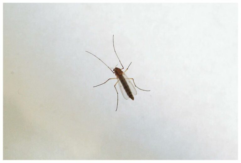 West Nile, Primo morto lombardo nel Bresciano
