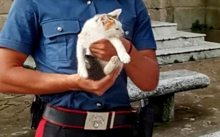 Polistena, Maltrattamenti su gatto postati sui social, tre denunciati