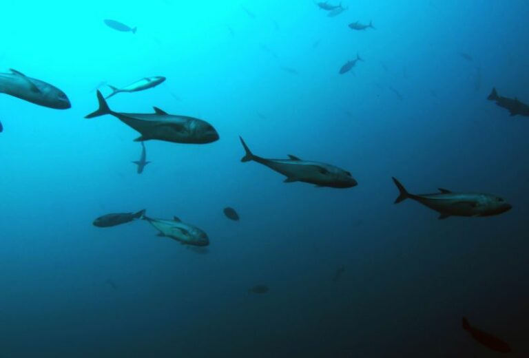 Malta, with record sea temperatures worries the ecosystem