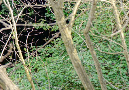 Liguria, nasce unità pronto intervento per incidenti causati da animali