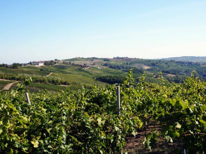 Vendemmia meccanica, automatizzata, Hi tech di uva bianca anticipata per il caldo e la siccita' di questa estate