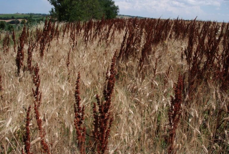 Biologico, prodotti orticoli più tracciati grazie al progetto Innovabio