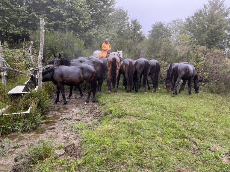 Toscana, due giorni in Maremma a tu per tu con la transumanza