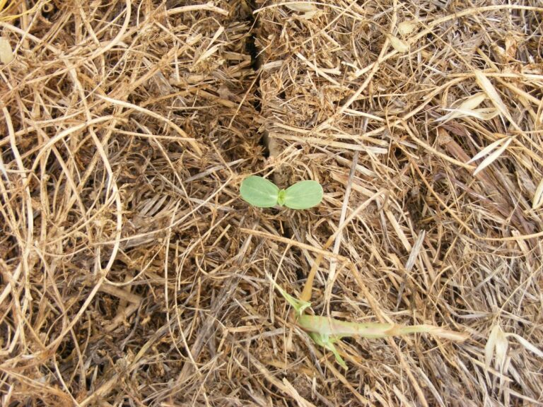 Uno studio, possibile un’agricoltura più “verde” senza usare erbicidi