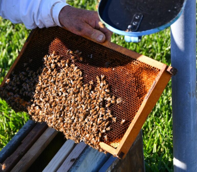 In arrivo da Enea innovativo biopesticida alleato delle api