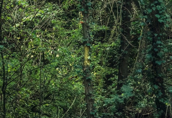 Tre milioni per le foreste in Toscana