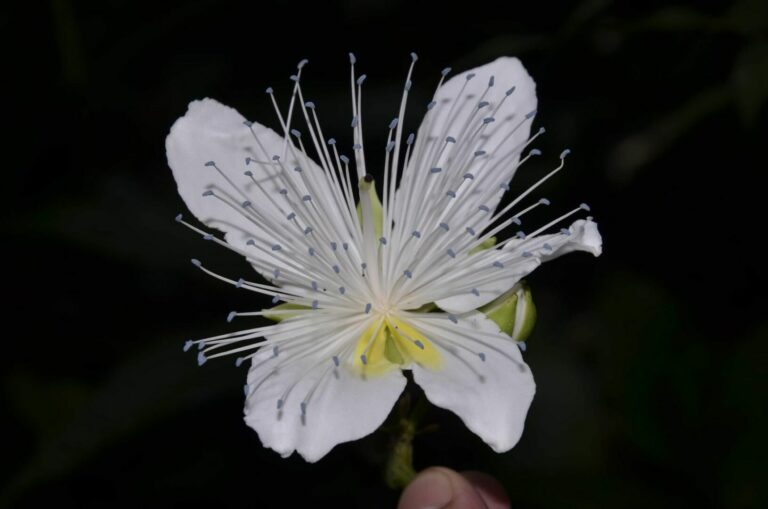 Botanico dell’Università di Palermo nel team che ha scoperto nel Laos una nuova specie