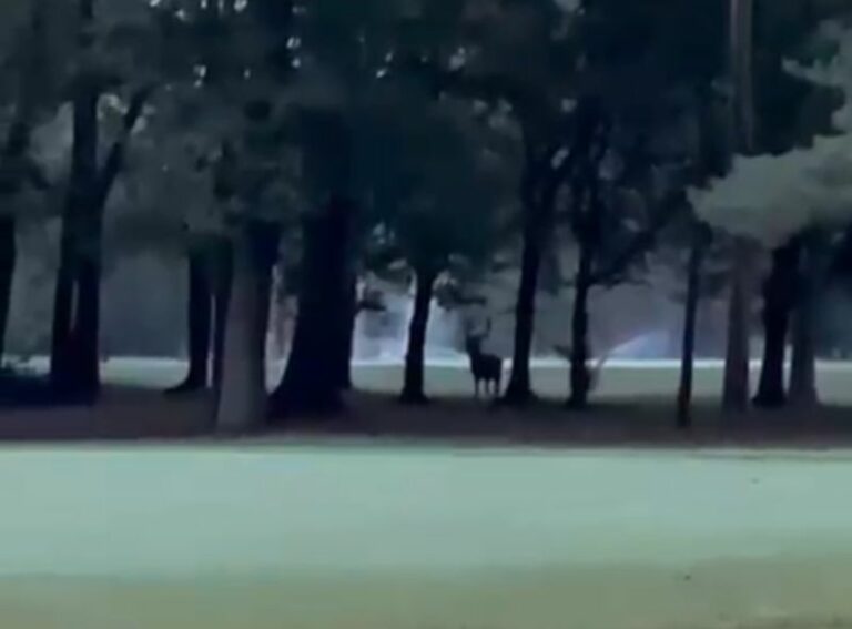 Nel parco della Reggia di Monza ricompare il Cervo