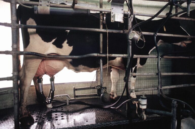 In Toscana via libera alla misura di sostegno al benessere animale