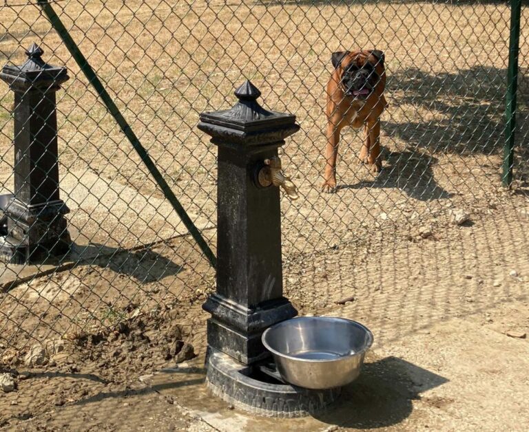 Al via la terza edizione del corso di formazione per proprietari di cani