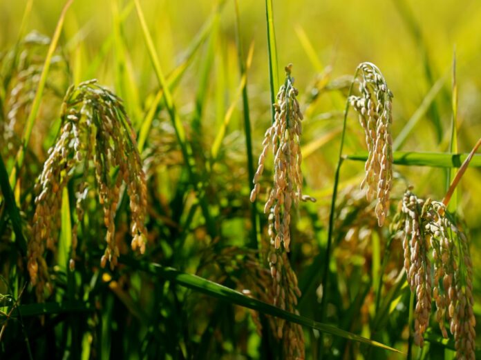 Milano, Lavoratori cinesi (esperti) tolgono il falso riso nella risaia varieta' carnaroli della Cascina Battivacco