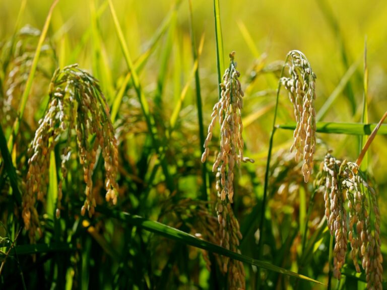 Piemonte, 2,5 milioni a integrazione delle risorse finanziarie del Psr