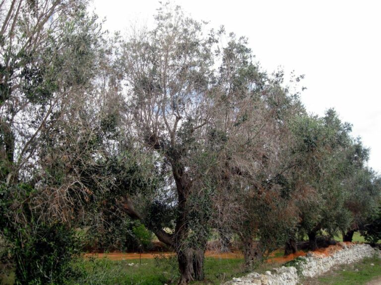 Xylella 2018-2019, indennizzati olivicoltori pugliesi e bando 2021