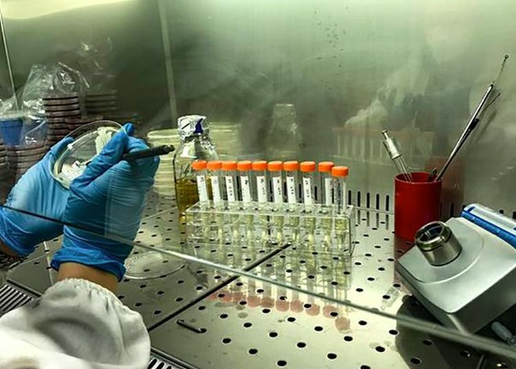 Al via progetto coordinato da Enea per la sicurezza alimentare