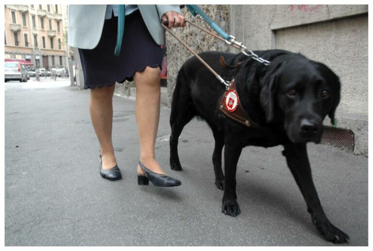 In Toscana apre le porte la scuola cani guida di Scandicci