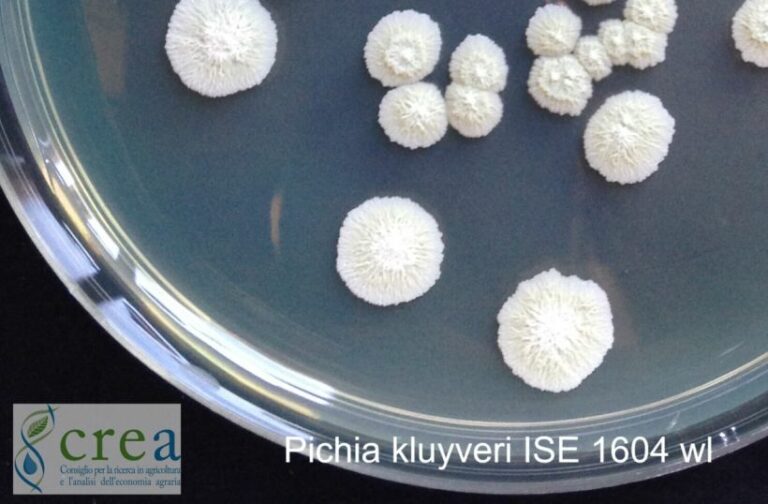 Crea, collezione microbica del vino nell’organizzazione Ue