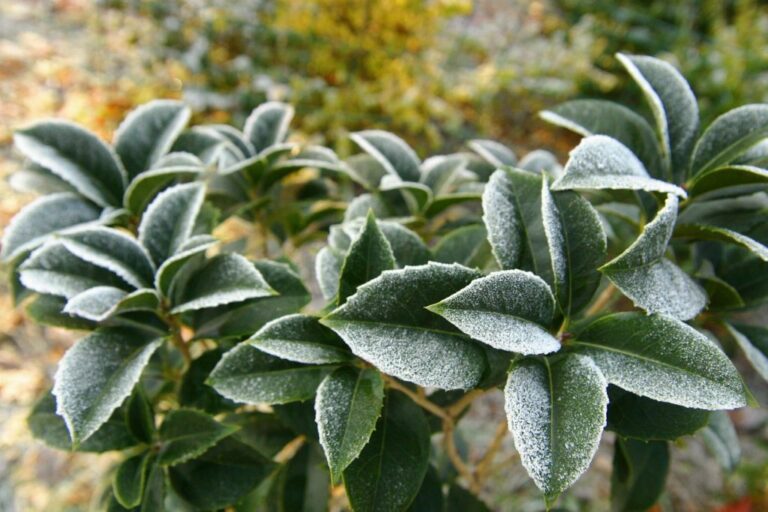 Danni da gelate 2021 in Piemonte, in arrivo 13,4 milioni di ristori