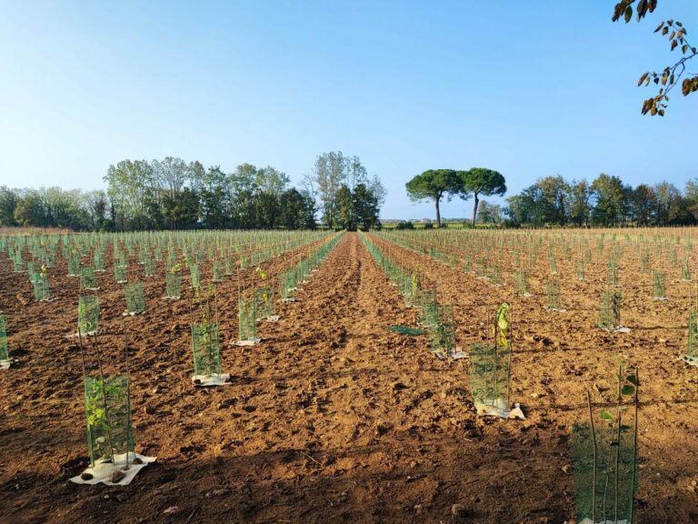 A Udine un nuovo bosco urbano da 3 mila piante