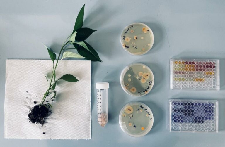 Agroalimentare, arrivano i fertilizzanti “bio-green”