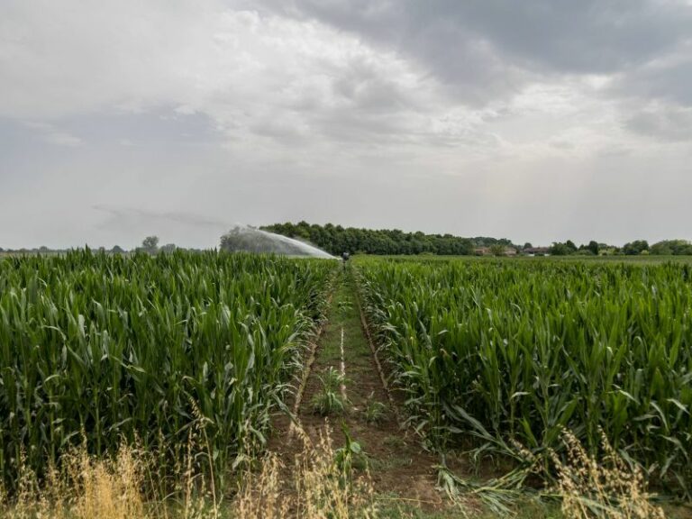 Al via la nuova politica agricola comunitaria 2023-27 in Emilia-Romagna